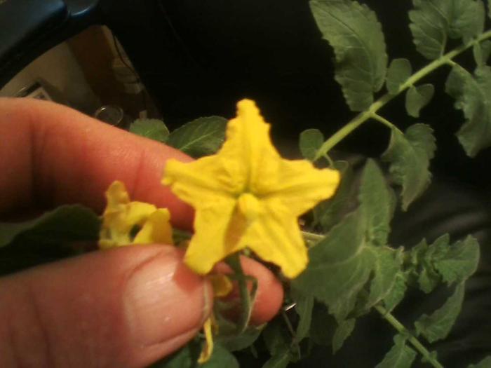 A wild tomato hybrid cross growing in the greenhouse