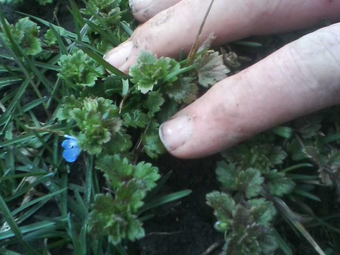 A micro-flower