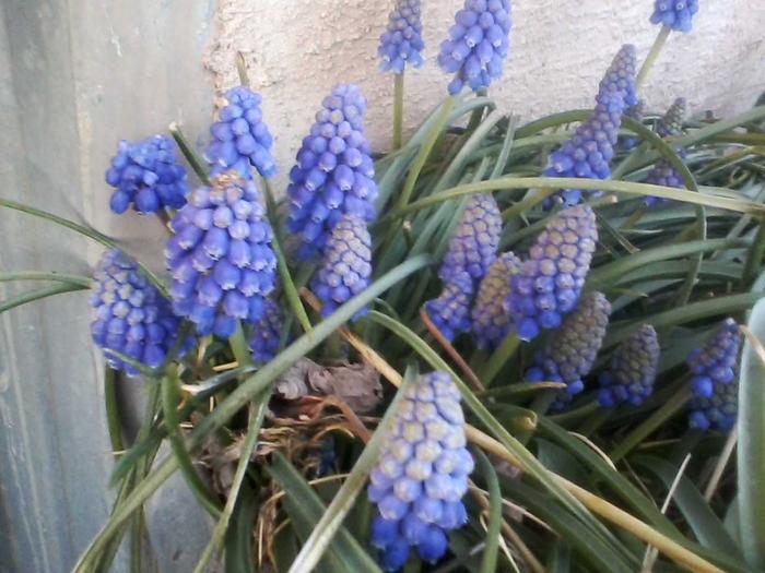 The bees sure love grape hyacinths.