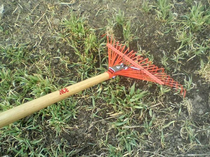 Weeding with a leaf rake