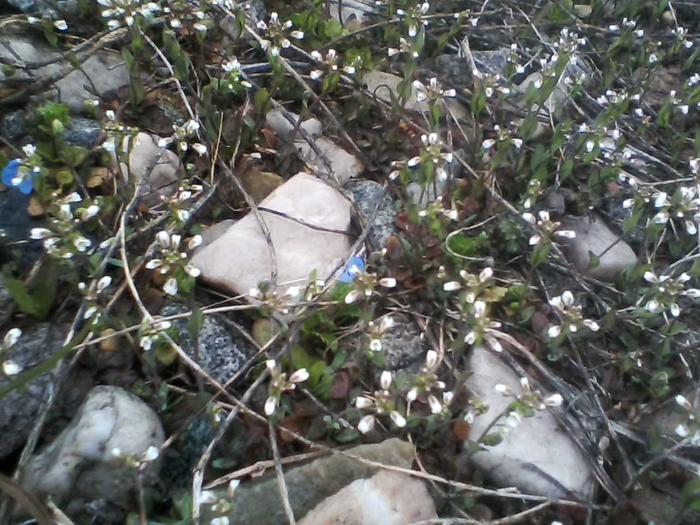 Early spring micro-flowers.