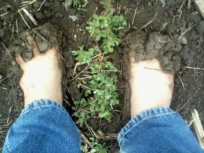 muddy barefoot gardening