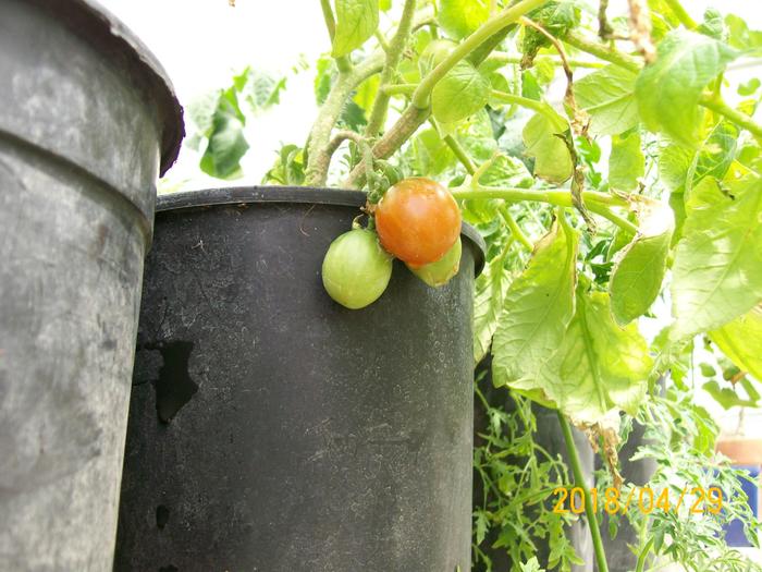 I have already enjoyed 3 ripe tomatoes