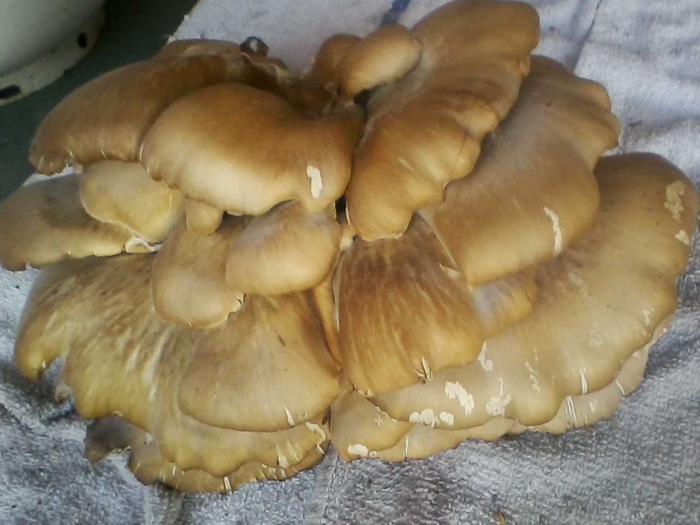 Wildcrafted oyster mushroom