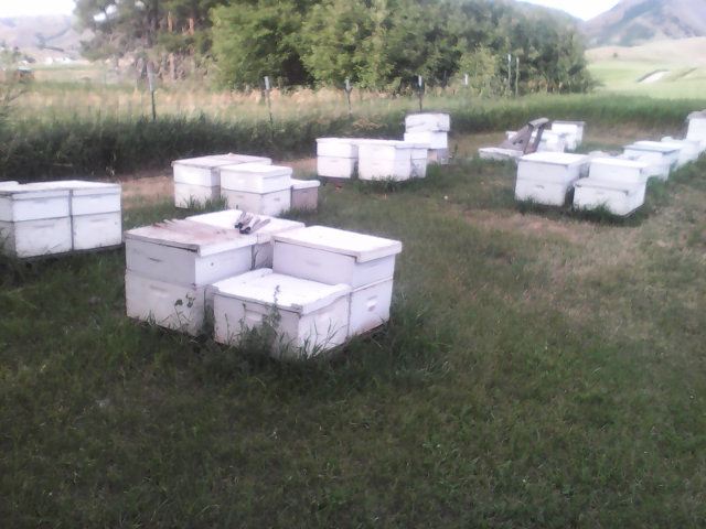 [Thumbnail for apiary-20180629_640.jpg]