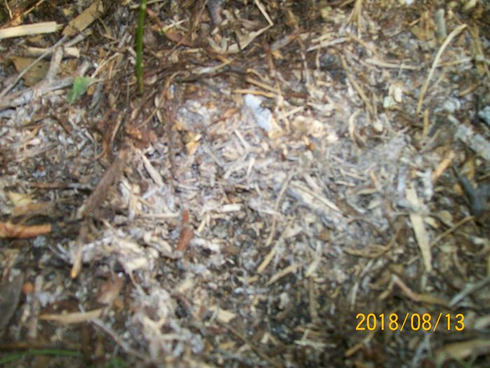 Mushroom spawn growing on wood chips.