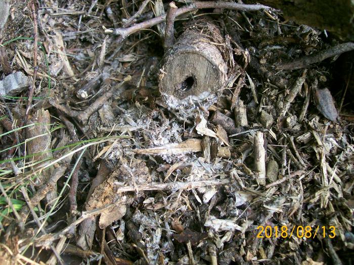 Wood chips and small diameter logs feeding mushroom spawn.