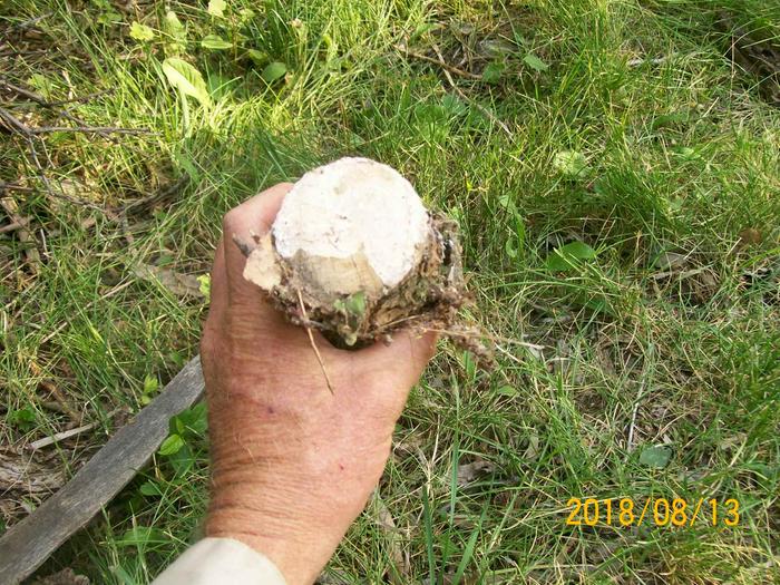 Mushroom spawn devouring a small log