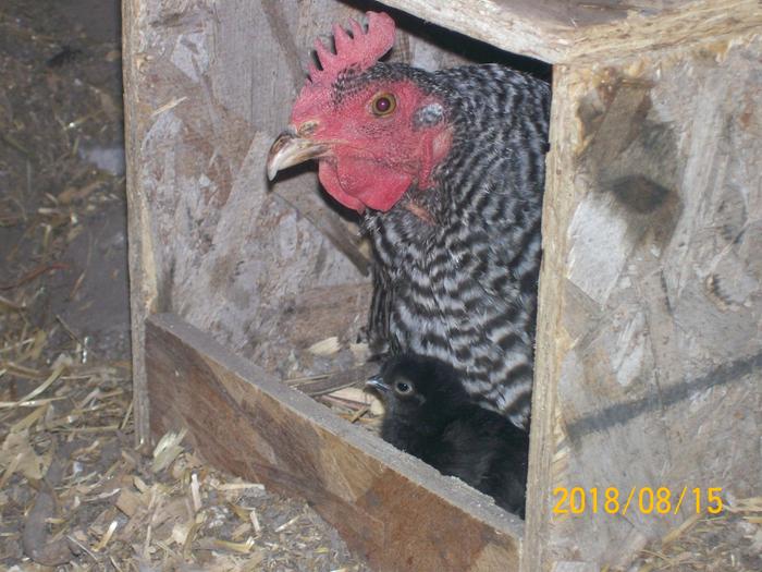 Newly hatched chick with mamma.