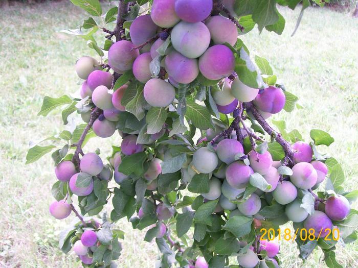 Heritage plums