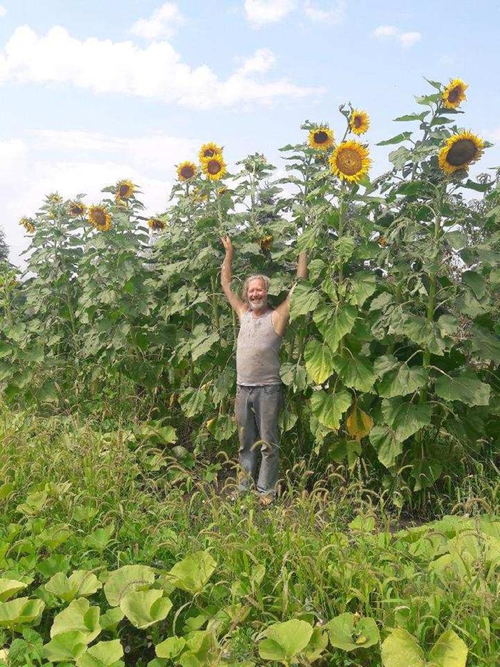 Giant sunflowers