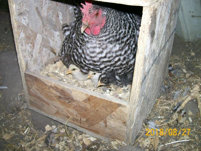 Hen and chicks.