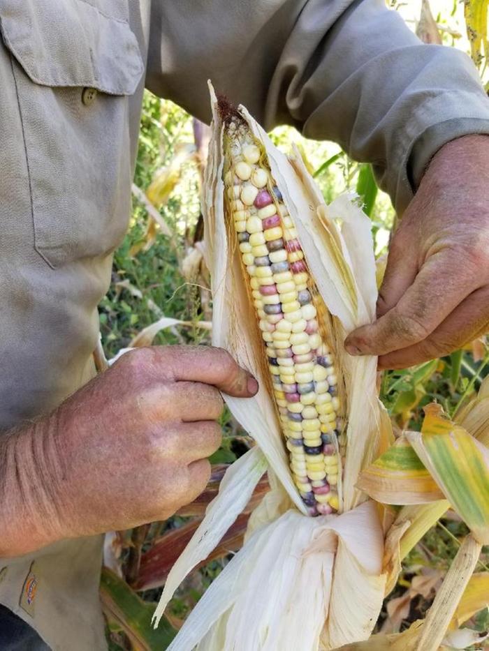 Harvesting flour corn