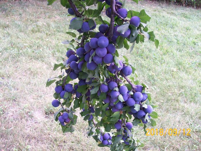 Purple heritage plums