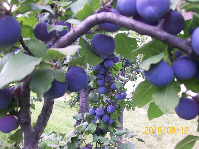 More plums