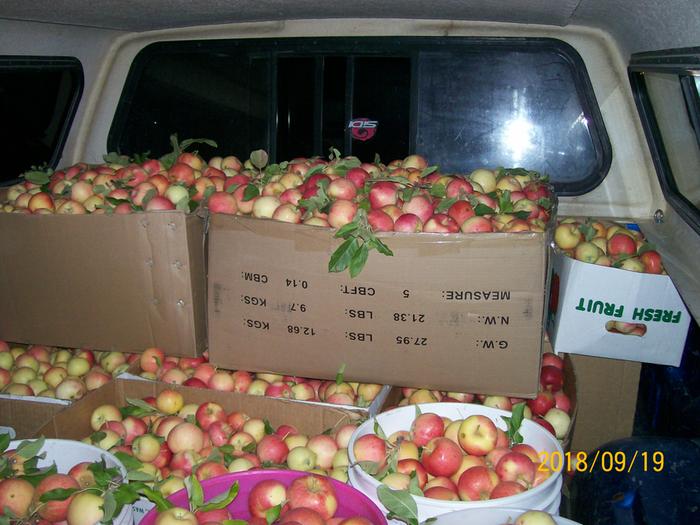 Truckload of apples