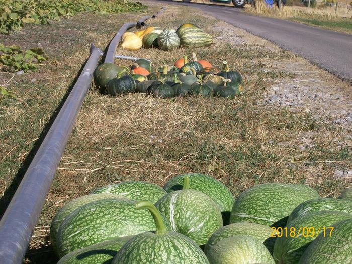 Squash interspecies crossing patch