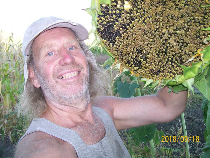 Giant sunflower