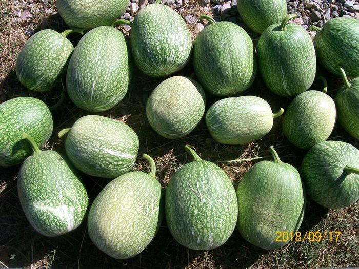 Cucurbita ficifolia: Fig-leaved gourd