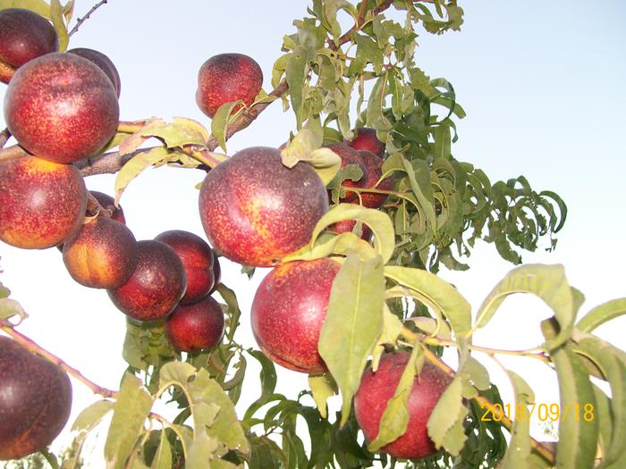 Nectarines are ready for harvest