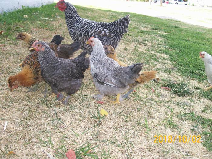 7 week old chicks with mother