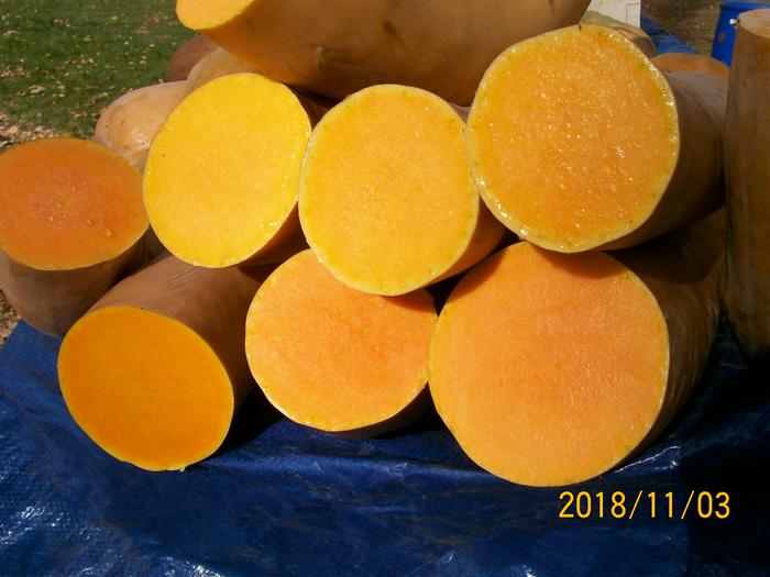 I love the color of the butternut squash. I've been selecting for years for great color and great taste.