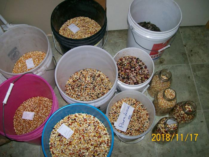 Buckets of corn, beans, and sunflowers.