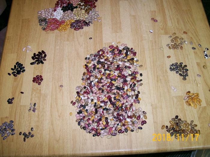 Cleaning bean seeds to remove rocks and broken seeds, and saving sorted types to plant next year.