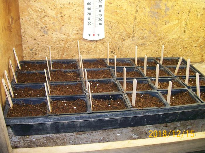 Germination testig in potting mix