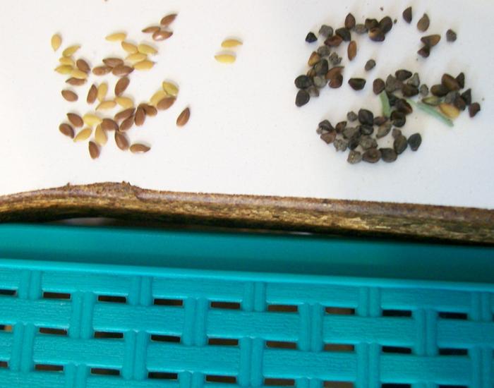 Sieve for separating flax seed from bindweed seed