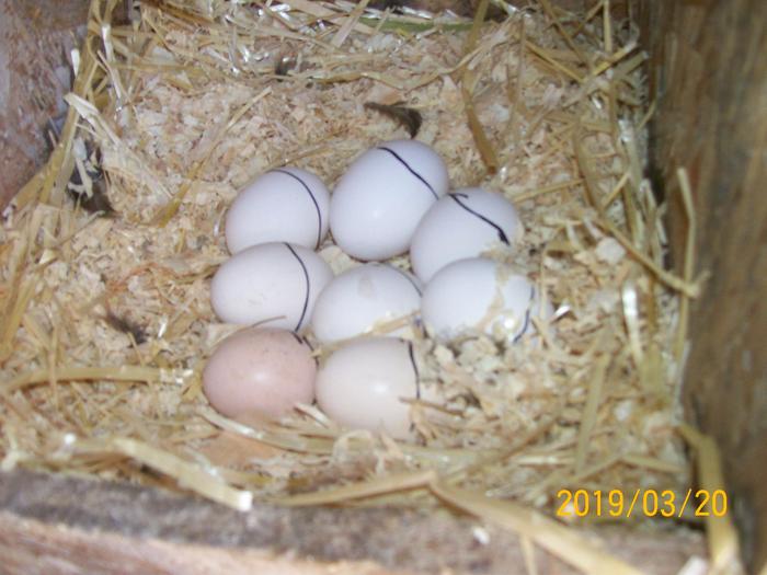 Eggs for broody hen. Marked so that eggs that the other hens add to the nest can be removed.