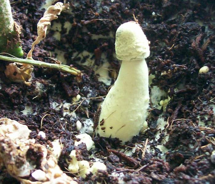 Totally random photo of a mushroom that's growing in a houseplant's pot.