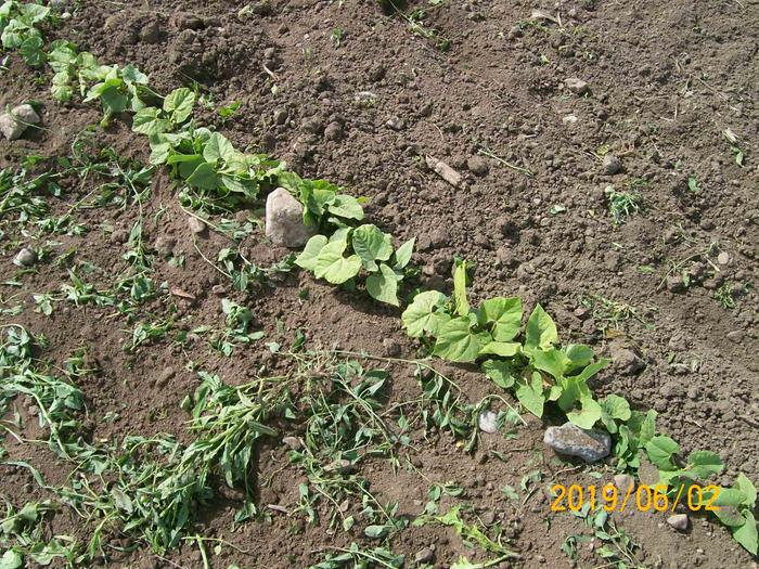 Beans, planted close together to trial a large population in a small space.