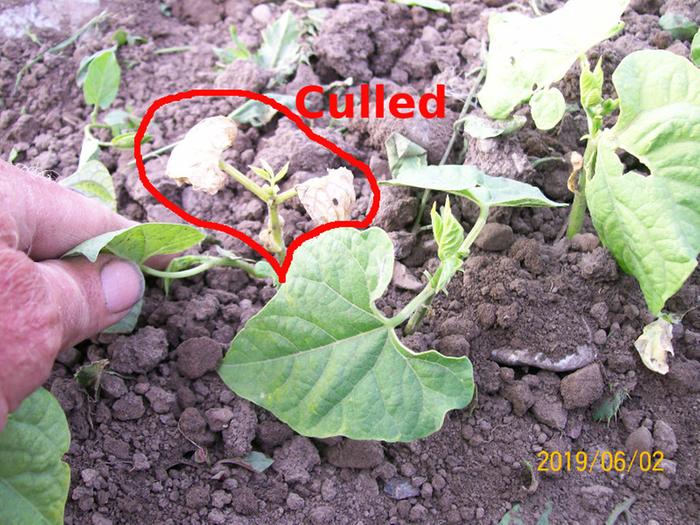 Bean that looks like it might have got frosted.