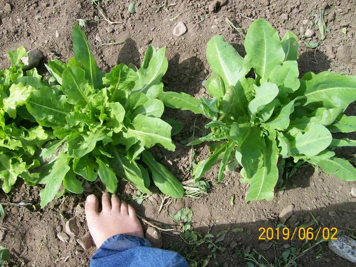 Hybrid lettuce. A relatively new breeding project for me. They are crazy vigorous!!!