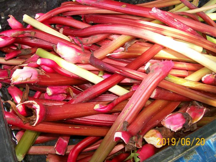 Rhubarb