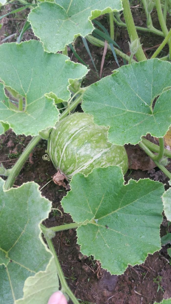 Squash one, mixed in with the mospermia with maxima type leaves