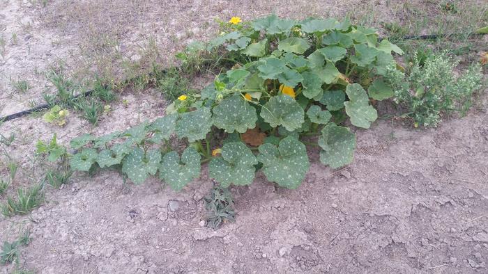 Squash two has spotty leaves like a moschata