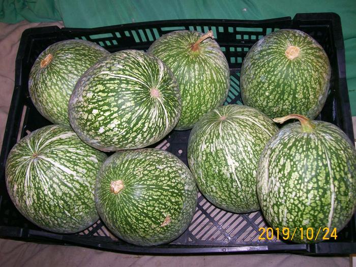 cucurbita ficifolia