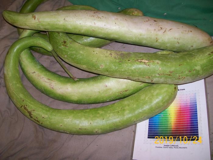 lagenaria squash