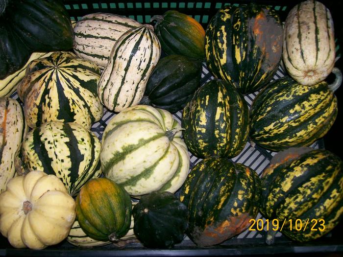 pepo winter squash