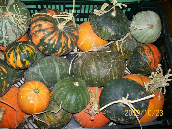 maxima X moschata interspecies squash population.