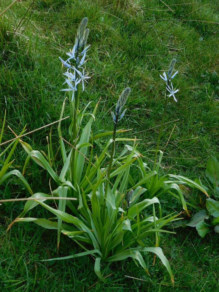 Camas in bloom on Skye