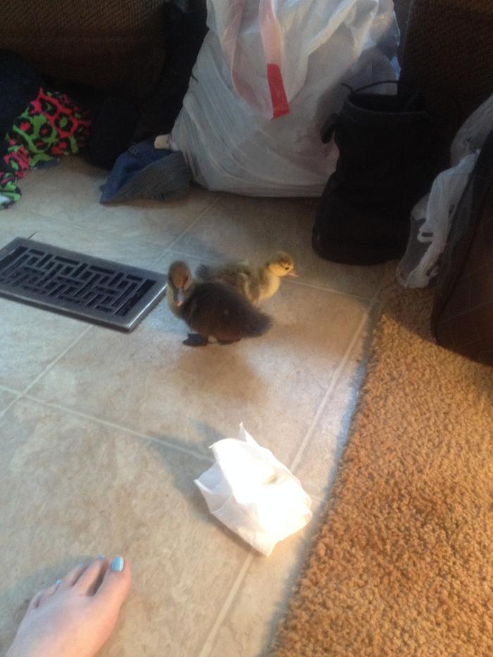 They didn't like me cleaning their poop