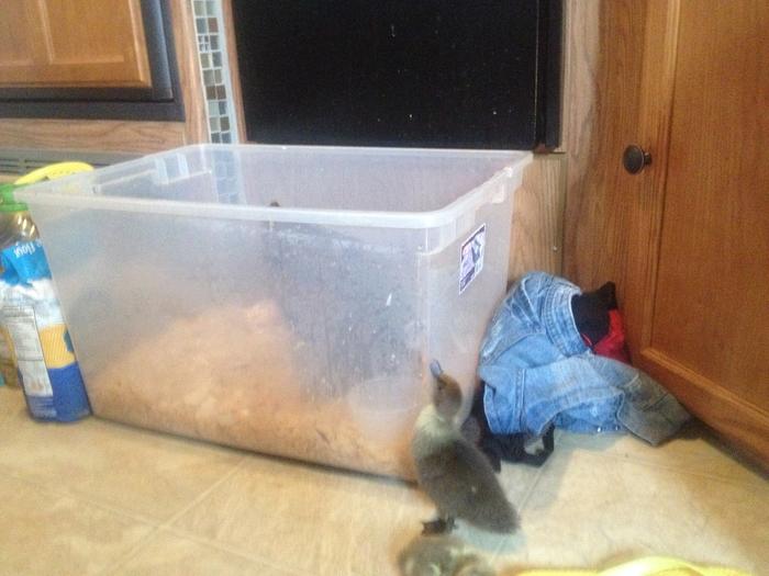 She wanted in her box