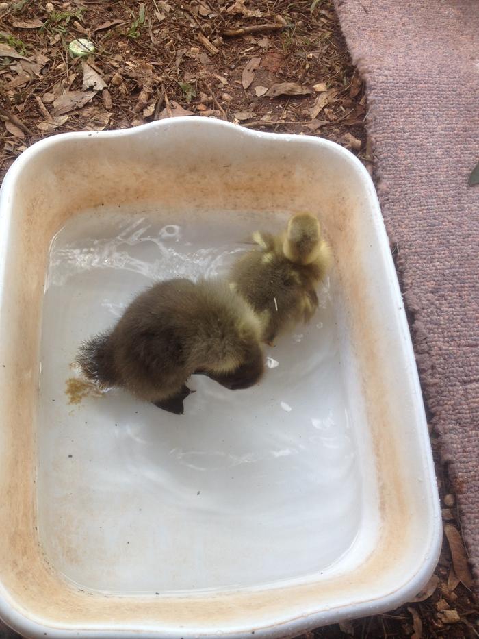 This is their bath time