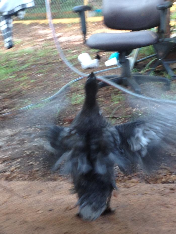 Bean Flapping her wings