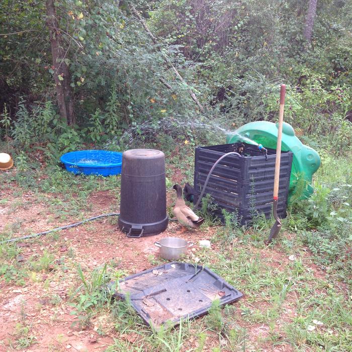 They like th esprinkler and the compost