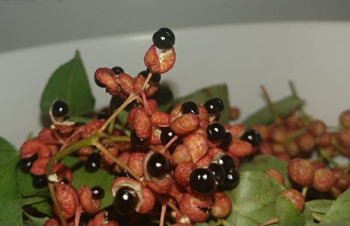 [Thumbnail for sichuan-seeds-to-plant.jpg]
