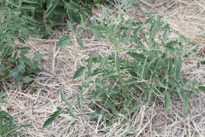 tomatoes with straw mulch